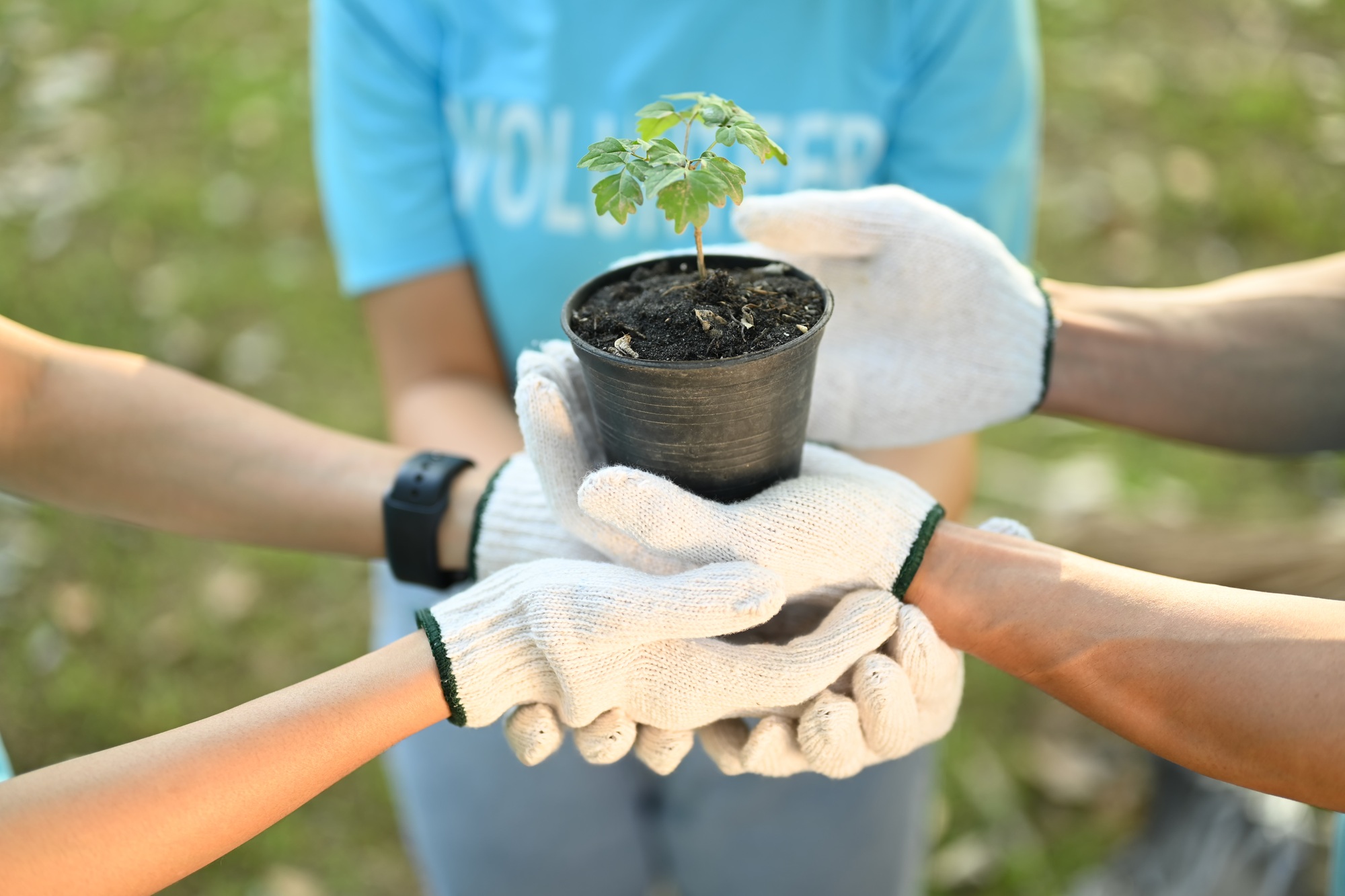 Team of young volunteer worker planting tree in public park.
